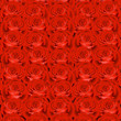 Background with red roses