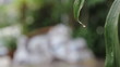 Drops of water on the leaves
