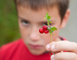 little boy holding up a branch of lingonberry;