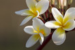 Photo: White Frangipani White Frangipani