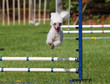 Photo: Agility Poodle Agility Poodle