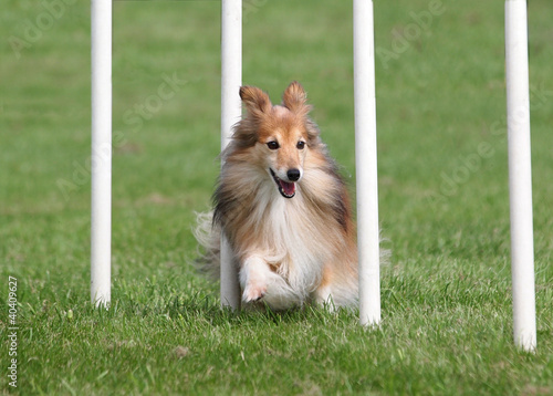 Photo: Agility Sheltie Weaving Agility Sheltie Weaving