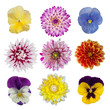 collection of dahlia daisies and pansies isolated on white backg