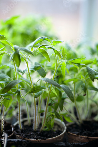 Photo: plant of tomato at window sill plant of tomato at window sill