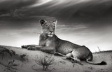 Lioness on desert dune - Fine Art prints