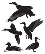 duck