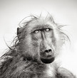 Wet Baboon portrait