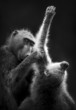 Chacma Baboons Grooming