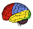 human brain