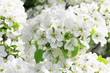 Photo en ligne au meilleur prix Gentle white flowers in a spring sunny day