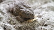 Toad Multi Blink Funny Toad Multi Blink Funny