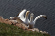 Basstölpel (auf Helgoland)