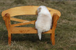 Border Collie Welpe