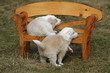 Border Collie Welpen