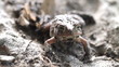Toad Front View Macro Shot Toad Front View Macro Shot