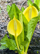 Skunk Cabbage (Symplocarpus foetidus)