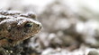Toad with Copy Space Macro Shot Toad with Copy Space Macro Shot