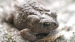 Toad Blink Toad Blink