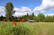 Poppy plants in front of a barn Poppy plants in front of a barn