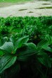 Genziana