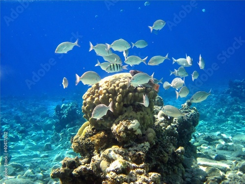 Photo: Red Sea coral Red Sea coral