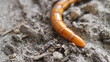 Wire Worm Macro Shot Bottom Right Top Right Movement Wire Worm Macro Shot Bottom Right Top Right Movement