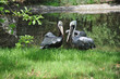 Pelicans 2