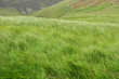 natural green grass