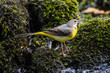 Grey Wagtail (Motacilla cinerea)