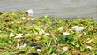polluted River full of rubbish showing environment