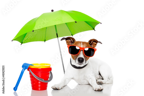 Foto: dog sunbathing with umbrella dog sunbathing with umbrella