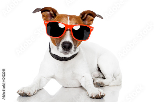 Photo: dog with red schades on dog with red schades on