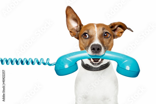 Photo: dog on the phone and looking th the side dog on the phone and looking th the side