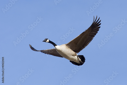 Photo: Flying Goose Flying Goose