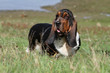 basset hound fatigué