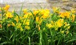 Blumenrabatte