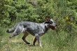 australian cattle dog running