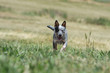 course de face de l'australian cattle dog
