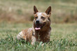 australian cattle dog en vacances
