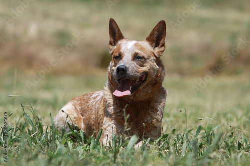 Photo: australian cattle dog en vacances australian cattle dog en vacances