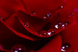 Rose with water drops