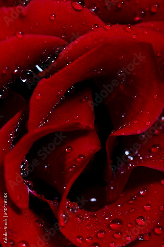 Photo: Rose with water drops Rose with water drops