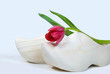 single tulip on wooden shoe