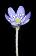 Liverleaf, hepatica nobilis isolated on black background Liverleaf, hepatica nobilis isolated on black background