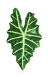 large leaf plant