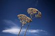 yarrow