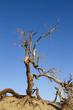 Baum