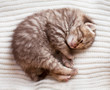 Newborn sleeping british baby kitten Newborn sleeping british baby kitten
