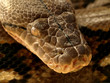 Serpent anaconda