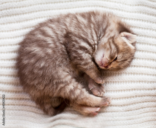 Photo: Newborn sleeping british baby kitten Newborn sleeping british baby kitten